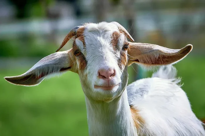 How to Treat Hoof Wall Separation in Goats