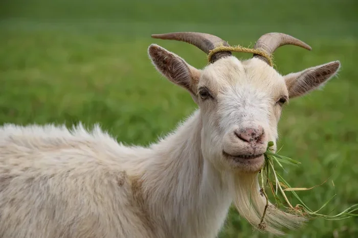 How to Treat Hoof Wall Separation in Goats
