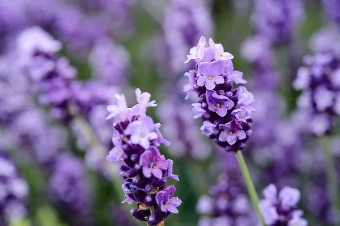Bulgarian Vs English Vs French Lavender Essential Oil