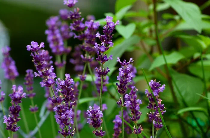 Bulgarian Vs English Vs French Lavender Essential Oil