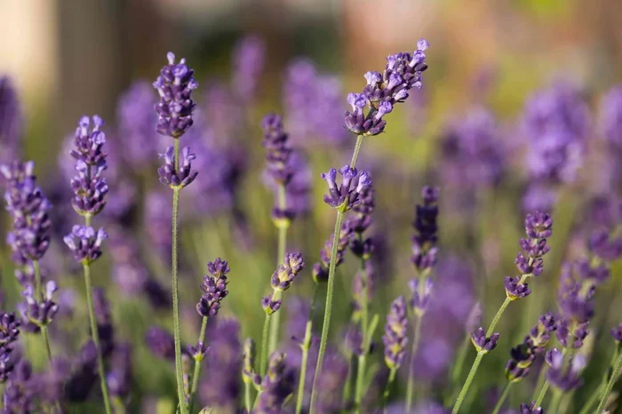 Bulgarian Vs English Vs French Lavender Essential Oil