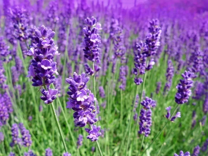 Bulgarian Vs English Vs French Lavender Essential Oil
