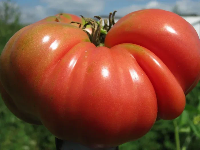 Are Mortgage Lifter Tomatoes Determinate Or Indeterminate