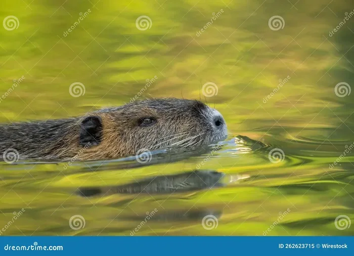 Nutria in Dream Meaning