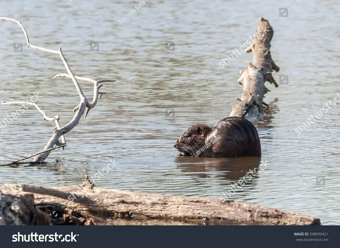Nutria in Dream Meaning