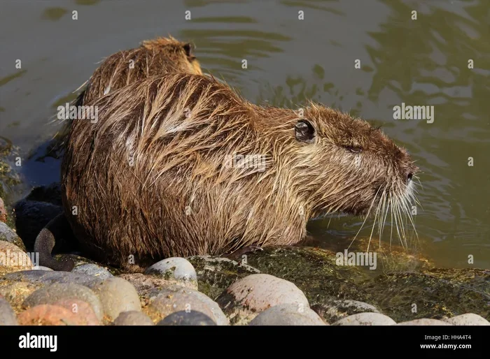 Nutria in Dream Meaning
