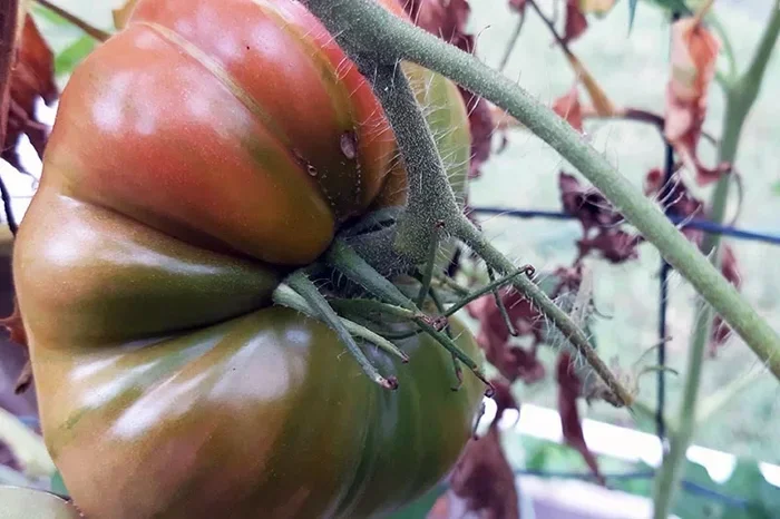 Is Mortgage Lifter Tomato Determinate Or Indeterminate Explained