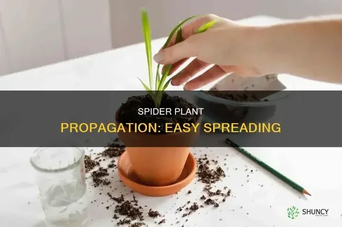 How to Make My Husband Miss Me During Separation