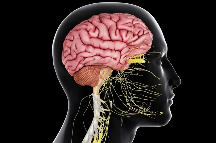 Central Nervous System Vs Peripheral Nervous System Guide