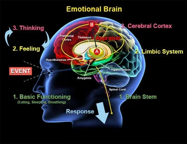 Which Part Of The Brain Controls Emotions And Feelings